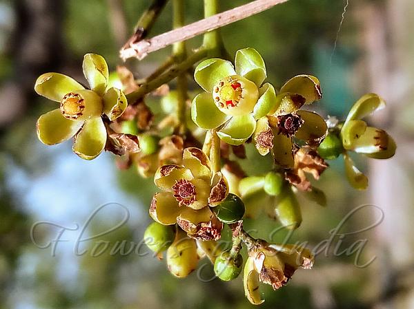 swietenia-macrophylla-big-leaf-mahogany